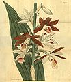 Phaius tankervilleae (as syn. Bletia tankervilleae) plate 1924 in: Curtis's Bot. Magazine (Orchidaceae), vol. 44, (1817)