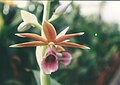 Phaius tankervilleae