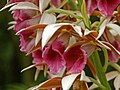 Phaius tankervilleae