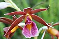 Phaius tankervilleae