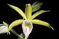 Phaius tankervilleae