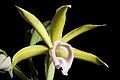 Phaius tankervilleae