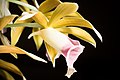 Phaius tankervilleae
