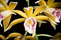 Phaius tankervilleae