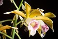 Phaius tankervilleae