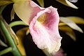 Phaius tankervilleae Labellum