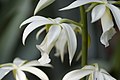 Phaius tankervilleae alba