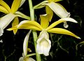 Phaius tankervilleae alba