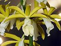 Phaius tankervilleae alba