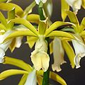 Phaius tankervilleae alba