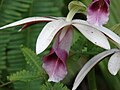 Phaius tankervilleae