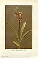 Phaius tankervilleae Tafel V in: Rudolf Schlechter: Die Orchideen (1915)
