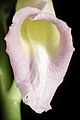 Phaius tankervilleae Labellum