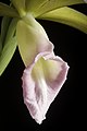 Phaius tankervilleae Labellum