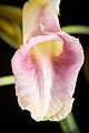 Phaius tankervilleae Labellum
