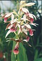 Phaius tankervilleae