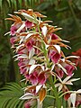 Phaius tankervilleae