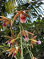 Phaius tankervilleae