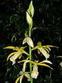Phaius tankervilleae alba