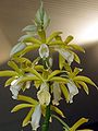 Phaius tankervilleae alba