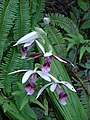 Phaius tankervilleae